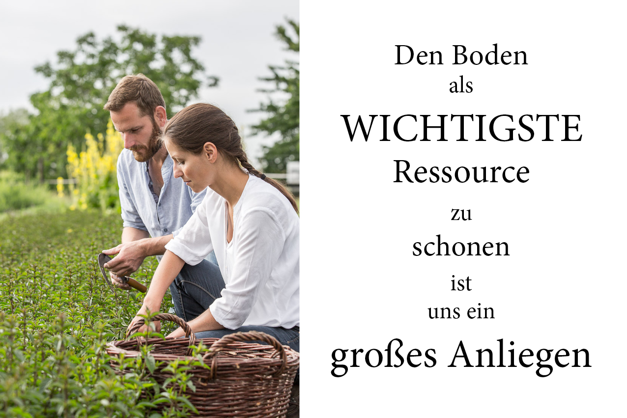 Layout_Schönfeld die Teegärtner_4