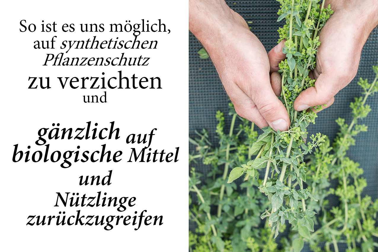 Layout_Schönfeld-die-teegärtner_3