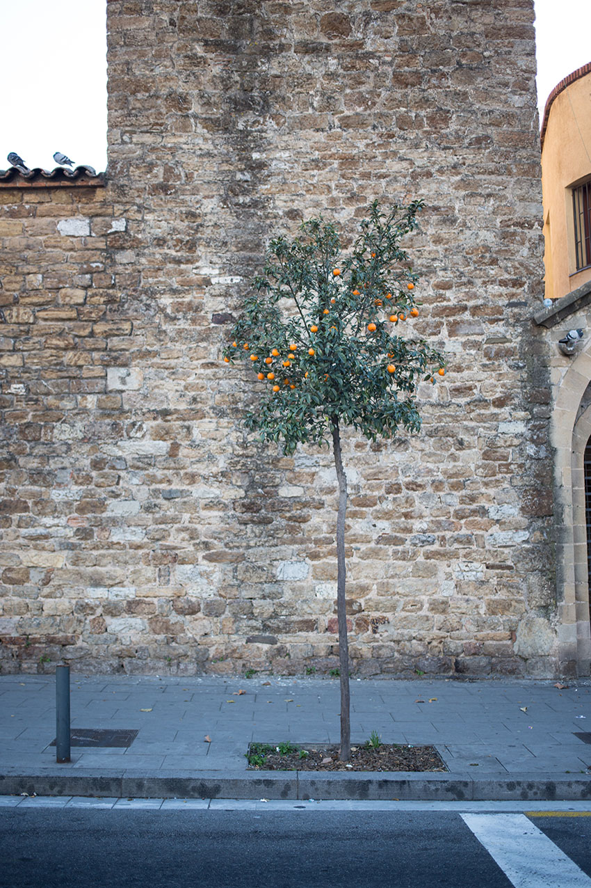 barcelona-hamburgstories-citytrip-clementines