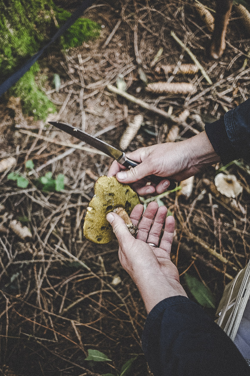farmmade_utagleiser_photography_haende_pilz