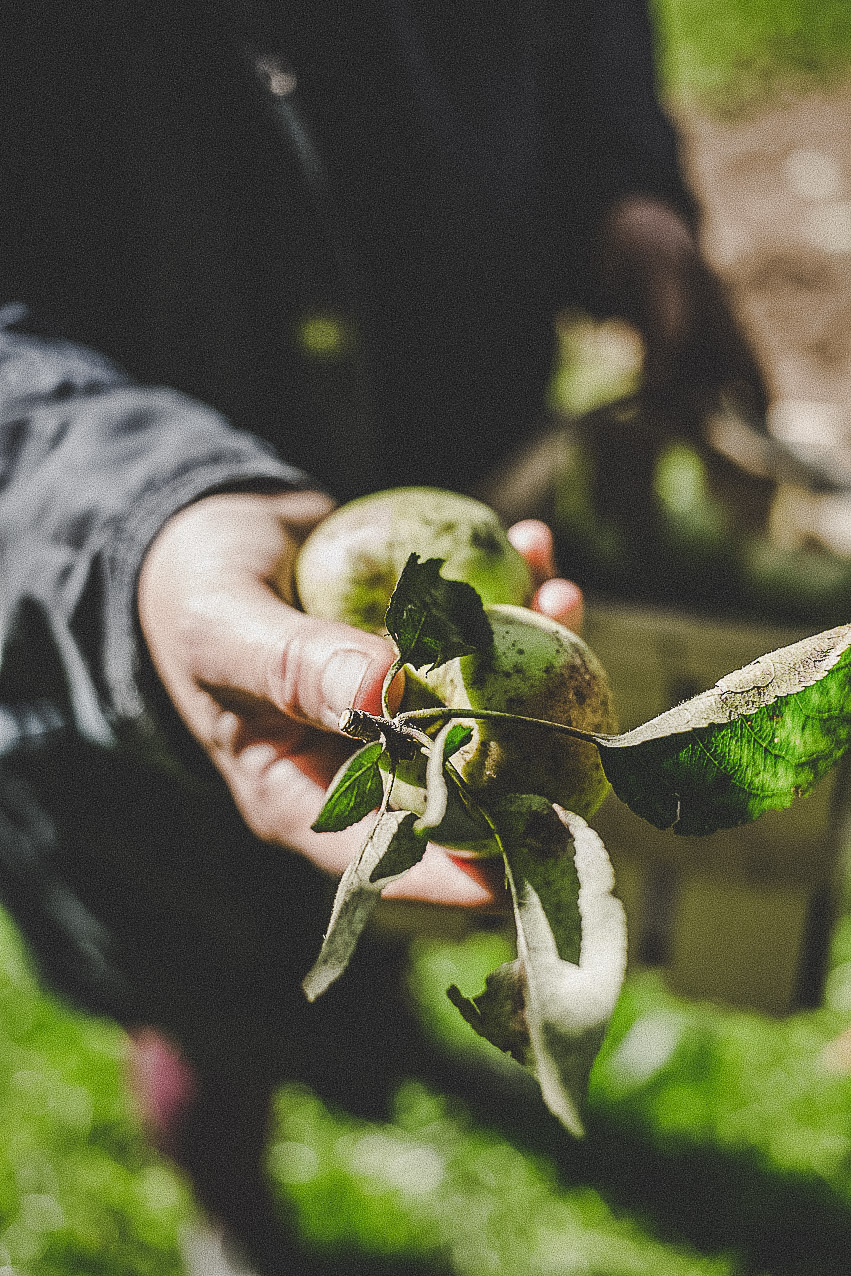 farmmade_utagleiser_photography_hand_apfel