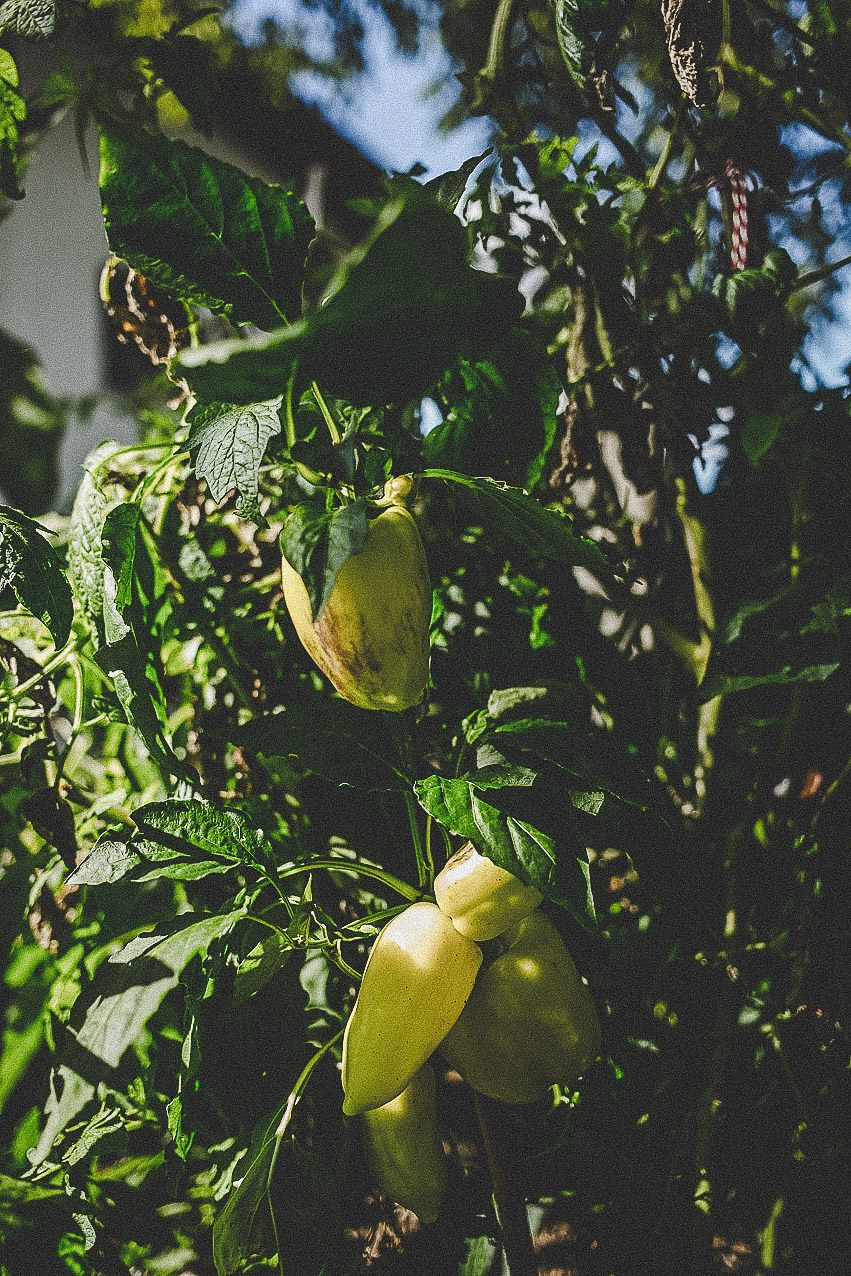 farmmade_utagleiser_photography_paprika
