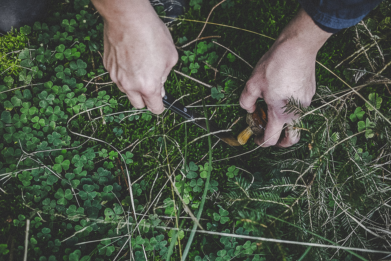 farmmade_utagleiser_photography_pilz