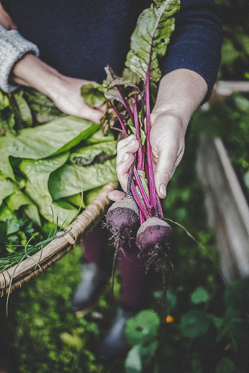 farmmade_utagleiser_photography_rotebeete