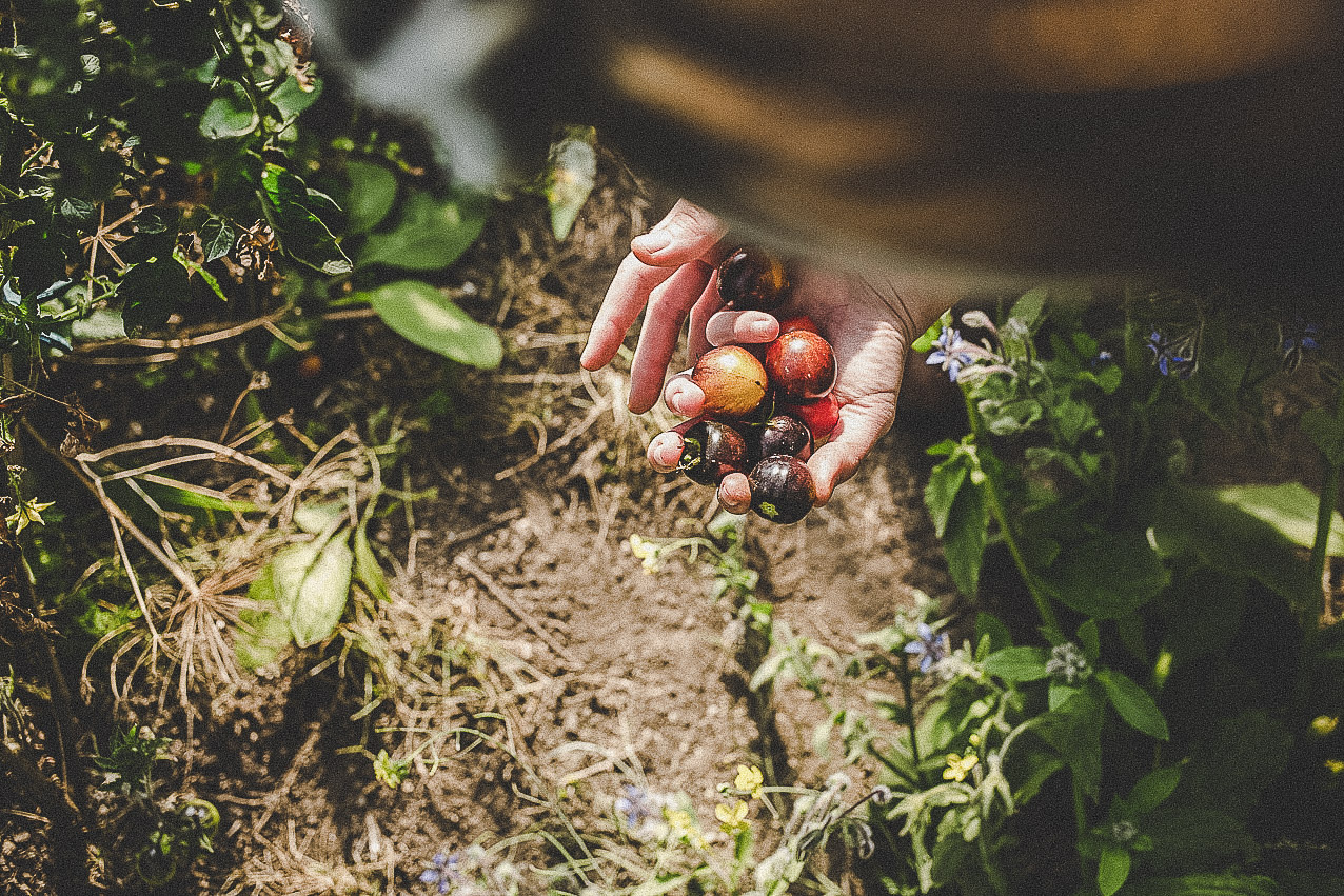 farmmade_utagleiser_photography_tomaten