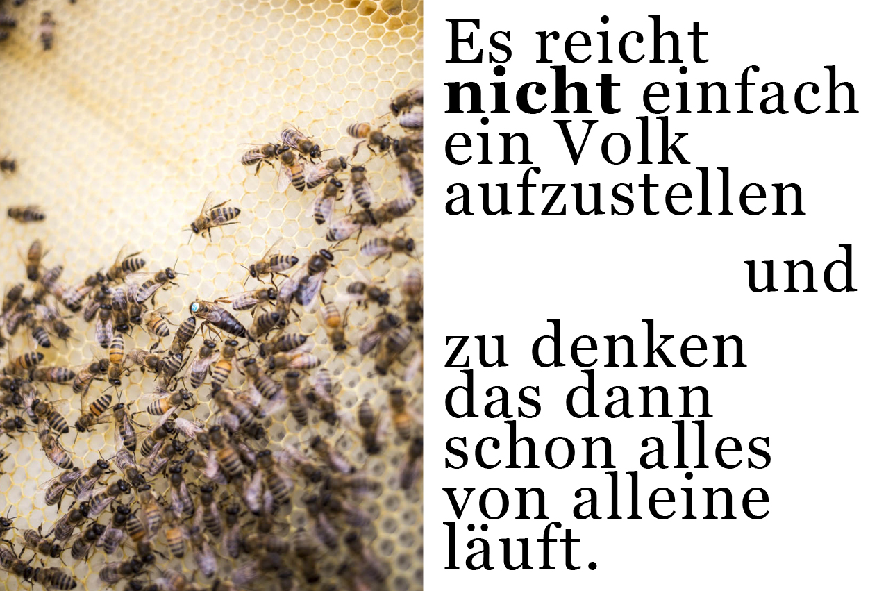 golden-girls-honey-bienen