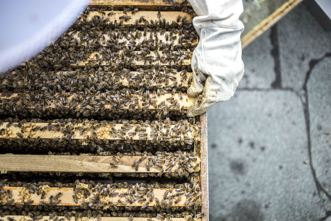 golden-girls-honey-hamburg-bienen-waben