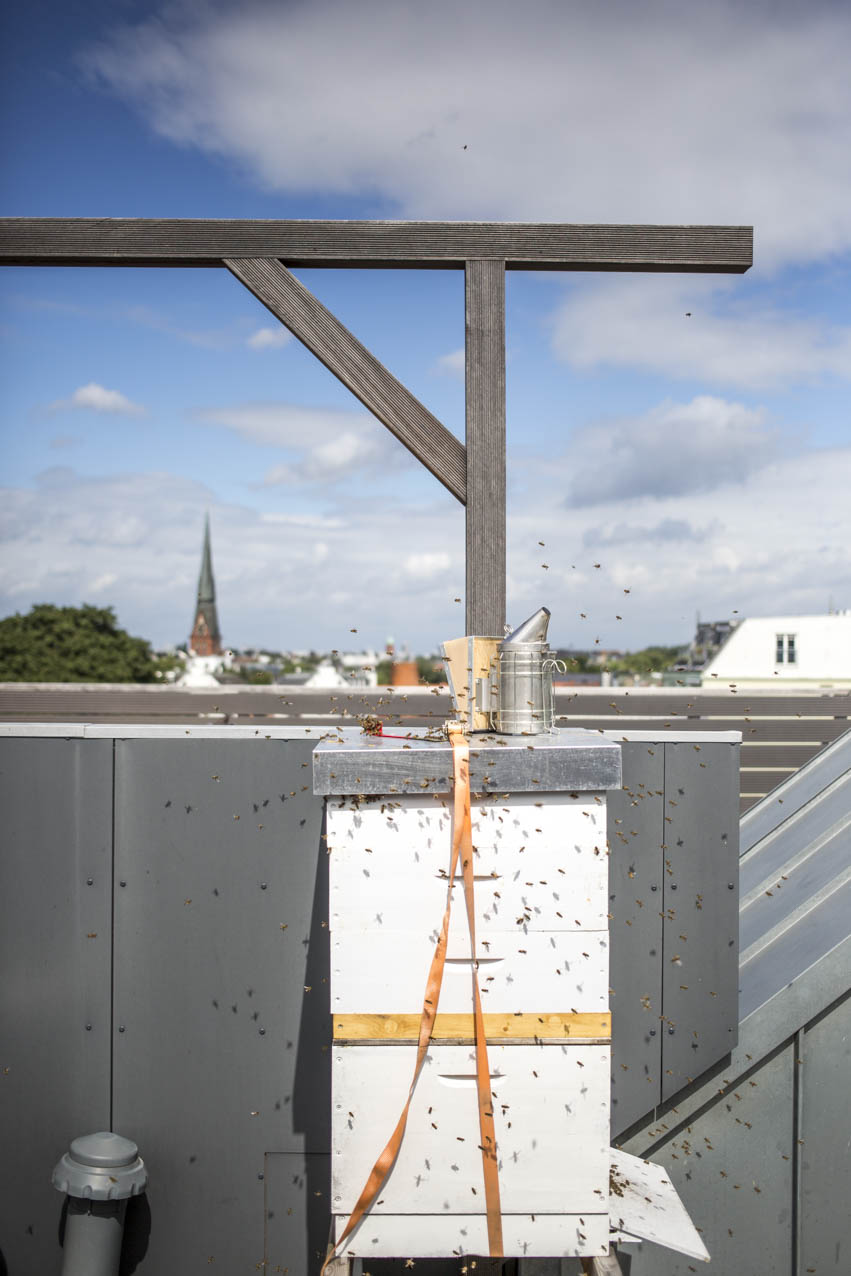 golden-girls-honey-hamburg-bienenkiste-dach-bienenschwarm