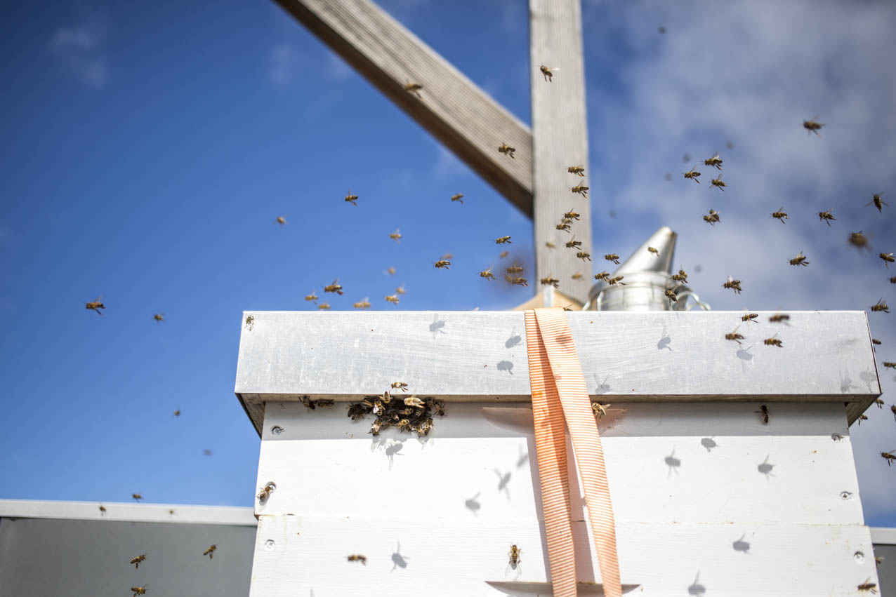 golden-girls-honey-hamburg-himmel-bienenkiste