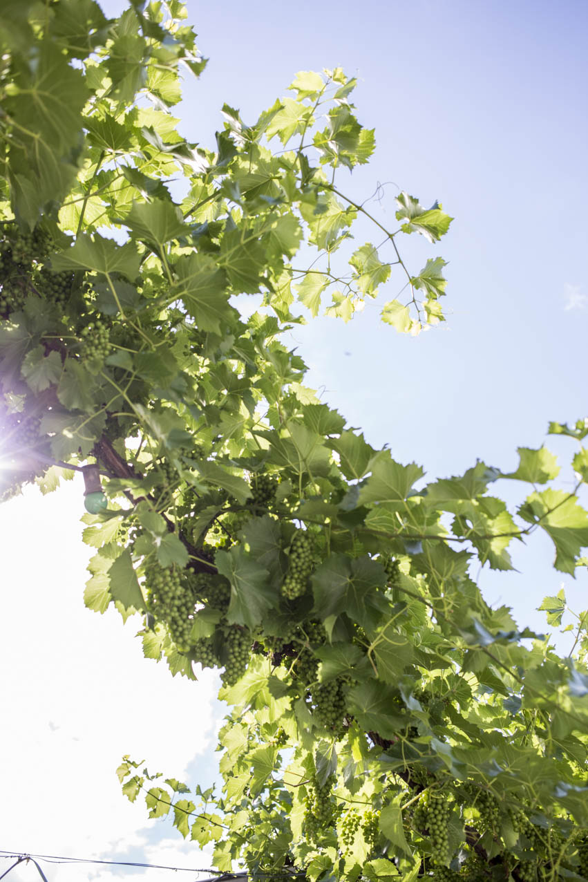 hamburgstories-schnick-schmack-sonne-trauben