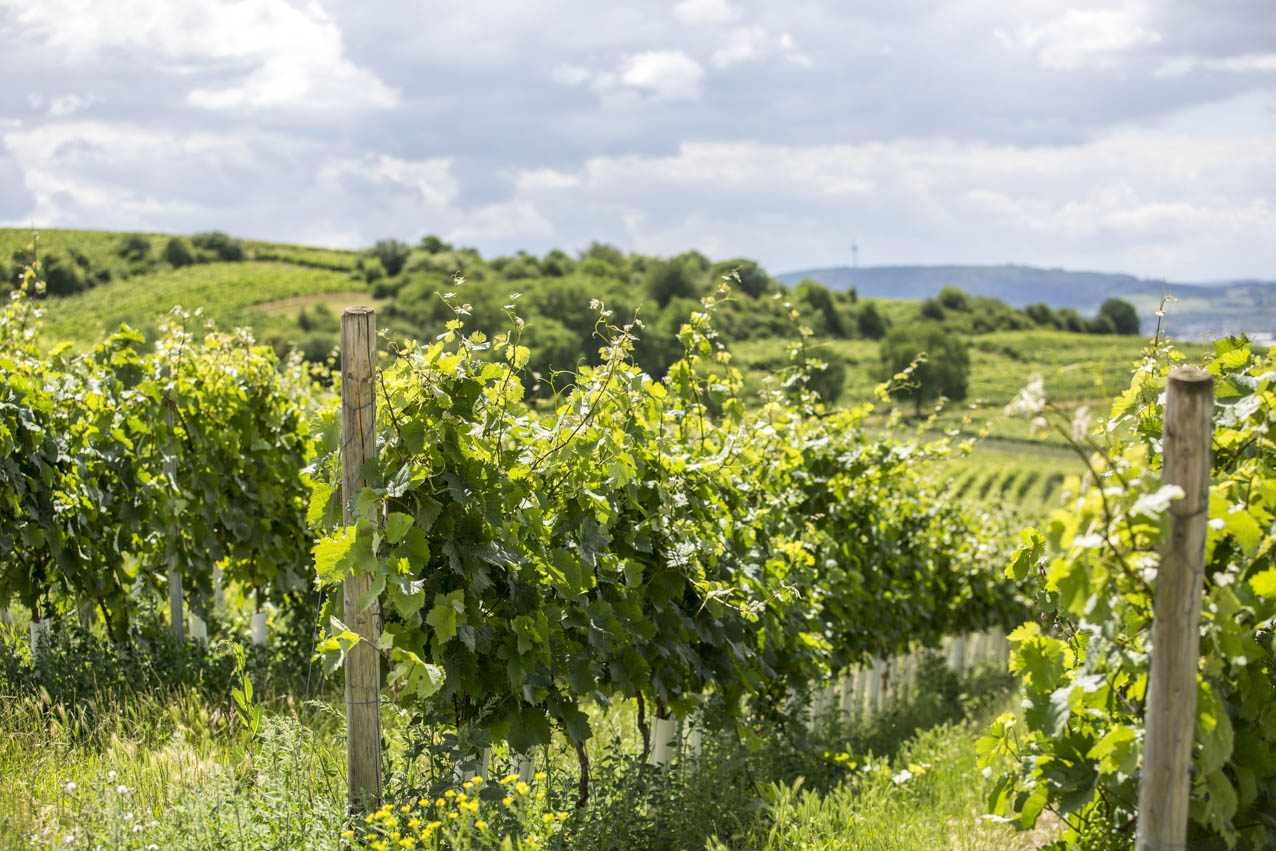hamburgstories-schnick-schmack-weinberge