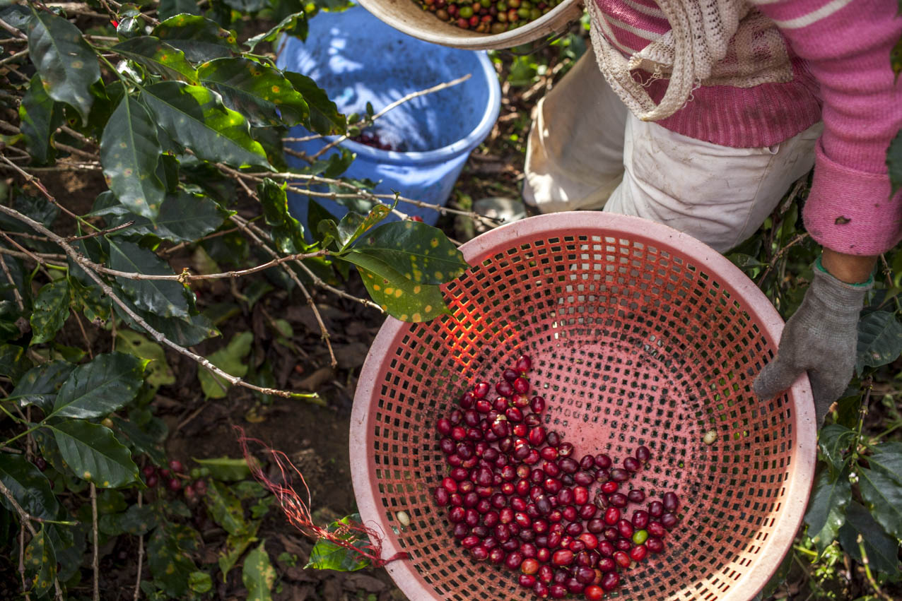 langbiang-coffee-village-vietnam-utagleiser-photography-ernte-kaffeefrucht