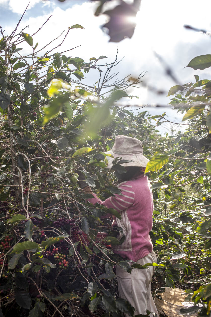 langbiang-coffee-village-vietnam-utagleiser-photography-ernte-plantage