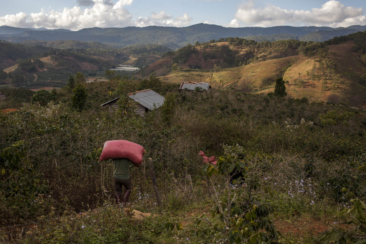 langbiang-coffee-village-vietnam-utagleiser-photography-farmarbeiter