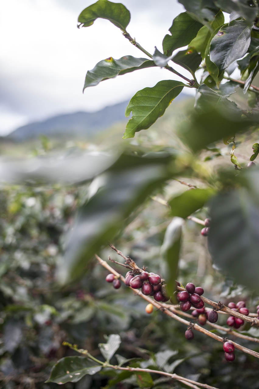 langbiang-coffee-village-vietnam-utagleiser-photography-kaffeepflanze