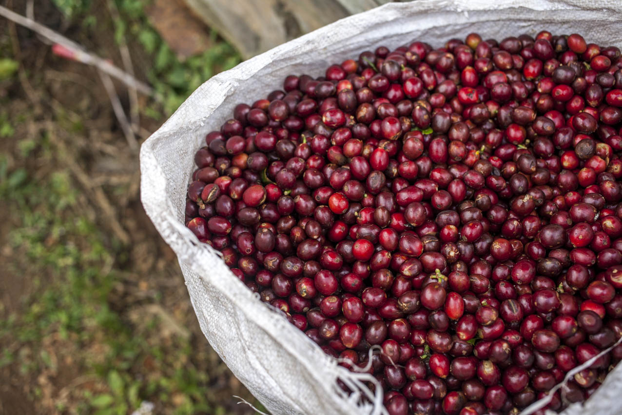 langbiang-coffee-village-vietnam-utagleiser-photography-rote-fruechte