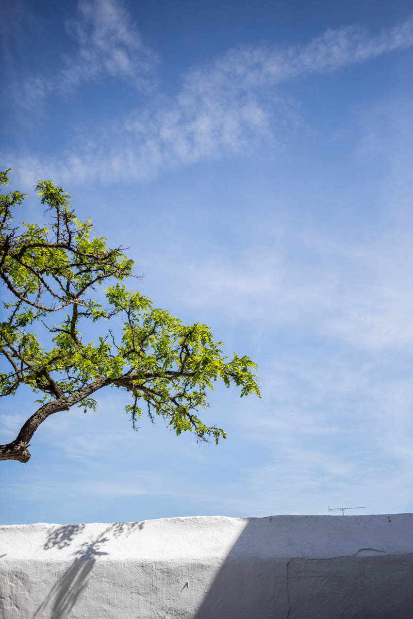 lissabon-hamburgstories-baum-himmel