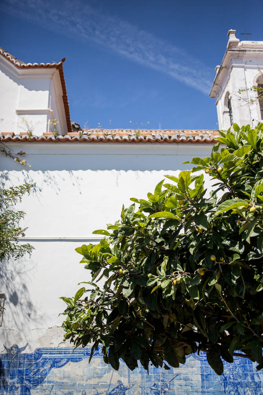 lissabon-hamburgstories-baum-zitronen