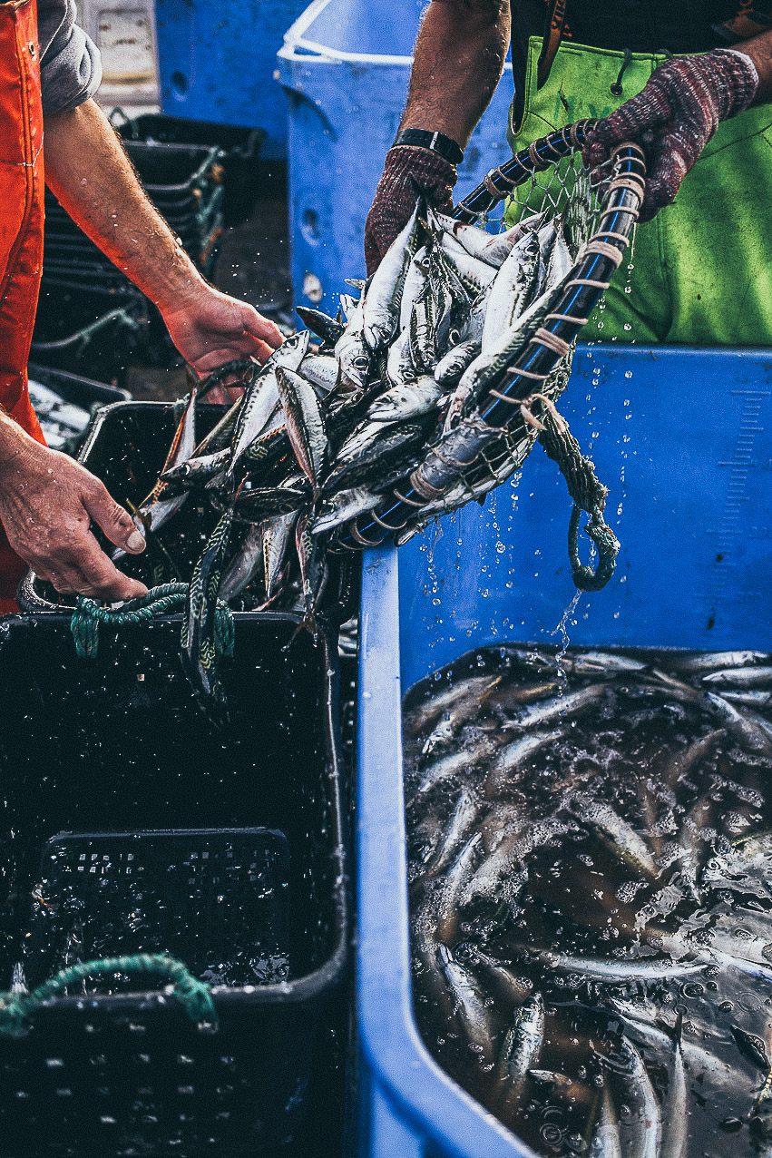 miss_can_utagleiser-photography_fische_tagesfang