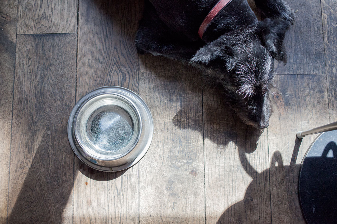 rain-cafeatery-altona-hund