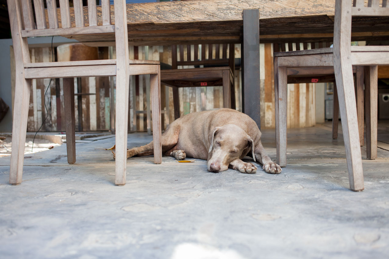 samadi-bali-yoga-retreats-organic-food-dog