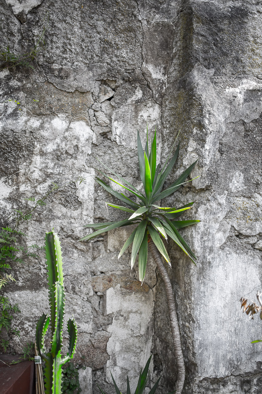 the-happy-nest-porto-hamburgstories-kaktus-palme