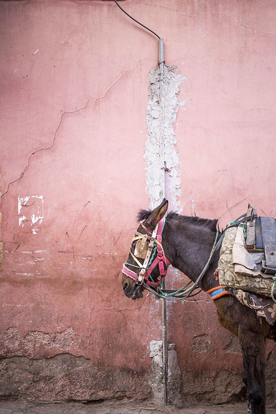 travel-marrakech-utagleiser-photography-esel