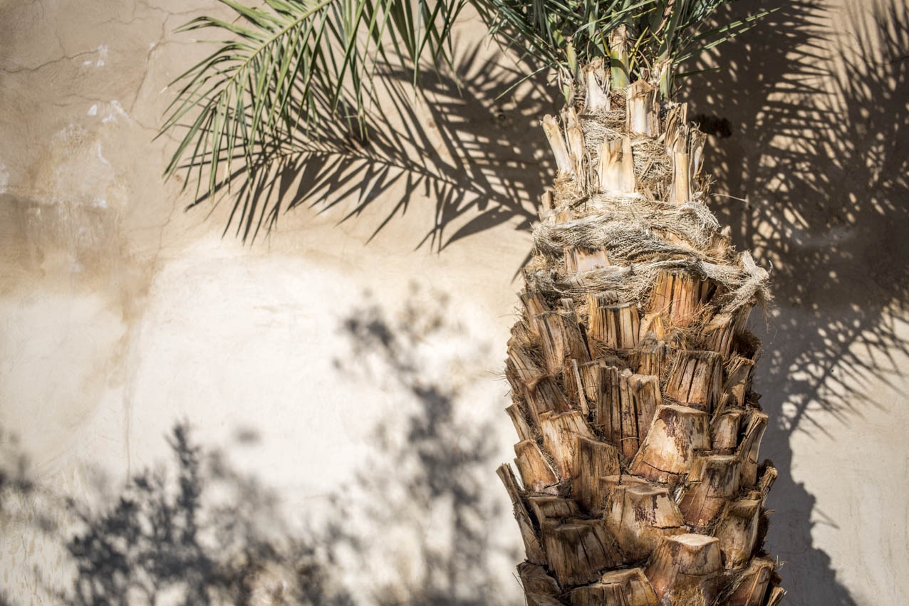 travel-marrakech-utagleiser-photography-palme-schatten