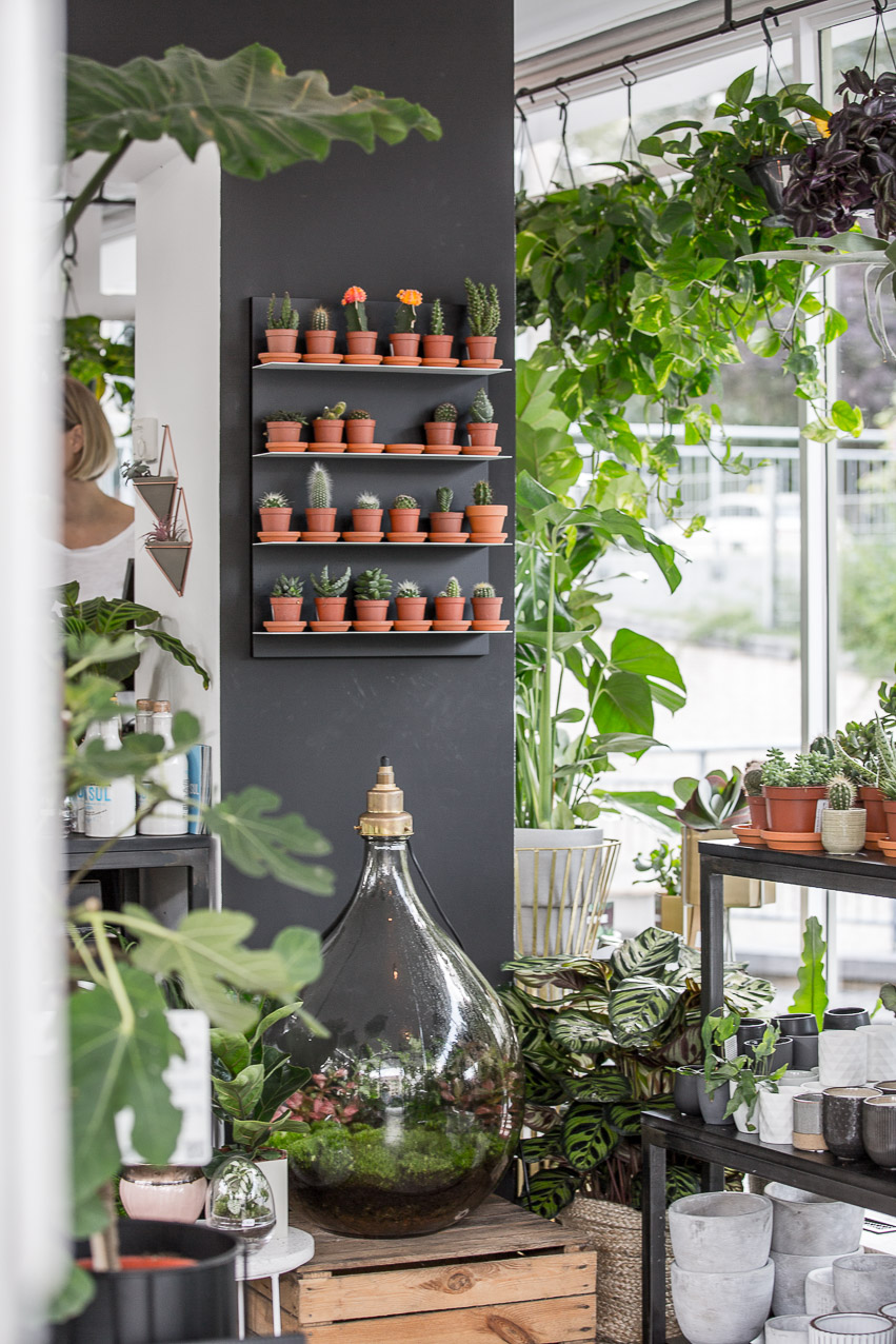 winkel_van_sinkel_utagleiser_photography-airplants-kakteen