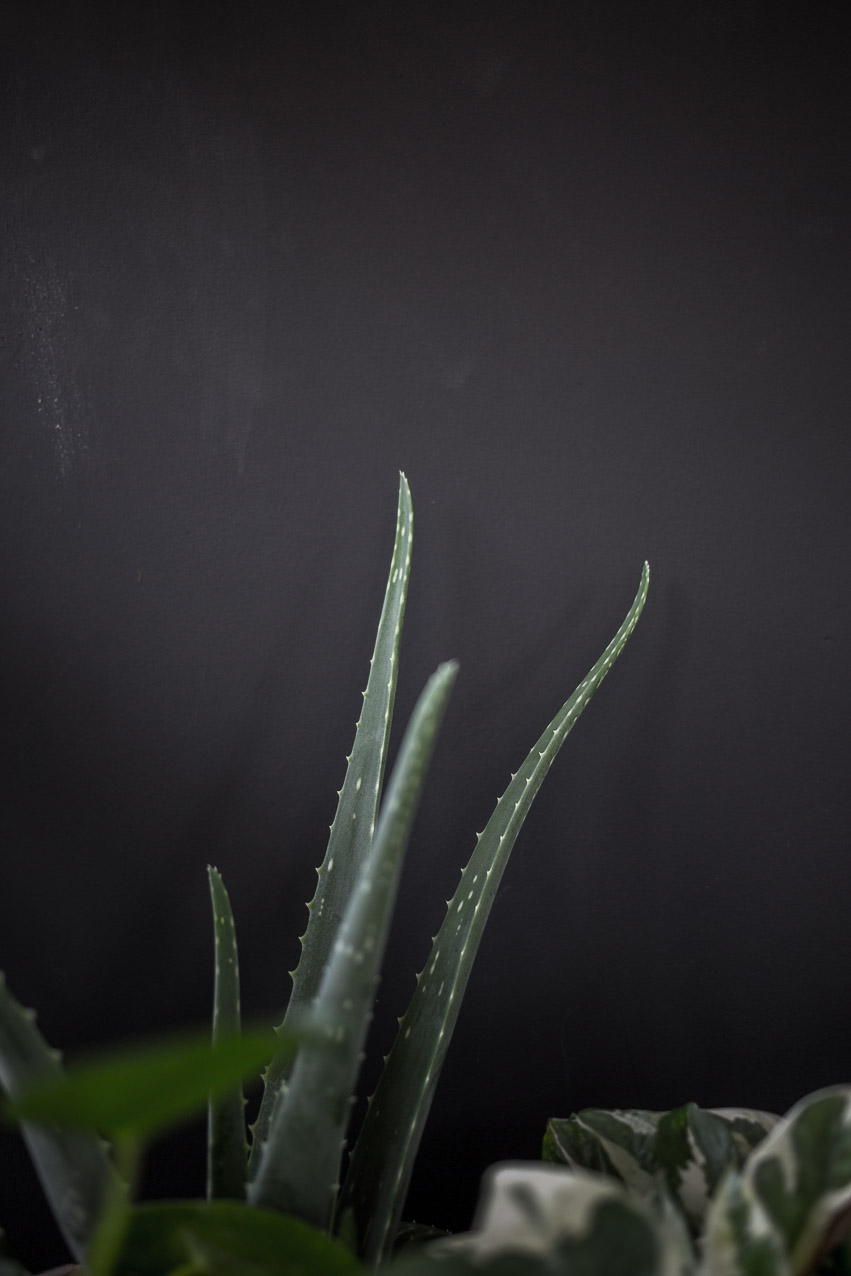 winkel_van_sinkel_utagleiser_photography-aloe